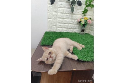販売中の岡山県のエキゾチックショートヘア-118631の5枚目