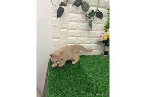 販売中の岡山県のエキゾチックショートヘア-118631の7枚目