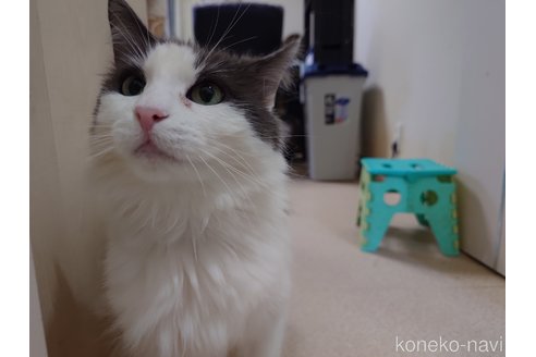 販売中の埼玉県のノルウェージャンフォレストキャット-103929の8枚目