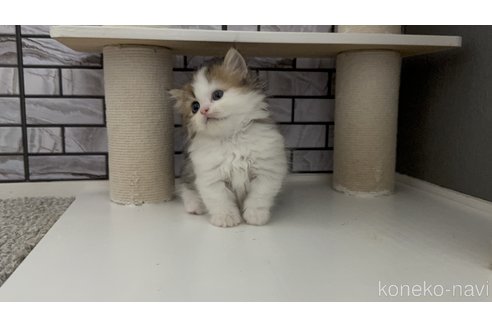 成約済の福岡県のミヌエット(短足)-115993の5枚目