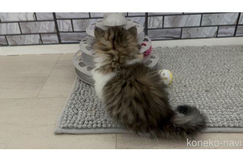 成約済の福岡県のミヌエット(短足)-115993の2枚目