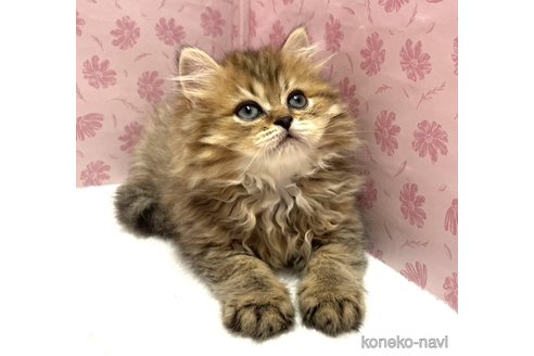 販売中の岐阜県のペルシャ(チンチラ)-117468の3枚目