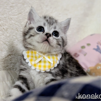 販売中の宮城県のスコティッシュフォールド-118636の2枚目