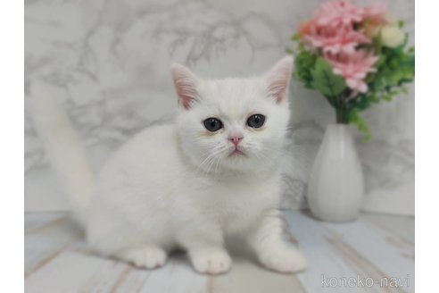 販売中の神奈川県のマンチカン(短足)-114217の1枚目