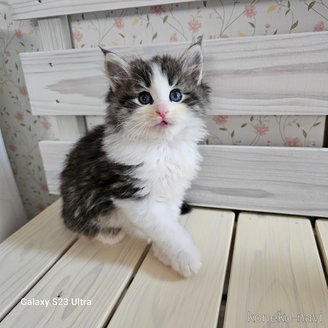 販売中の兵庫県のノルウェージャンフォレストキャット-115673の2枚目