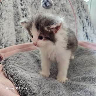 販売中の兵庫県のノルウェージャンフォレストキャット-118037の5枚目