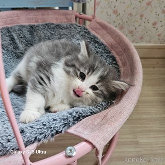 販売中の兵庫県のノルウェージャンフォレストキャット-116573の5枚目