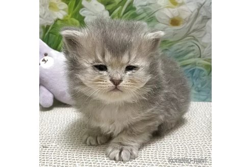 販売中の埼玉県のブリティッシュショートヘア-118655の2枚目