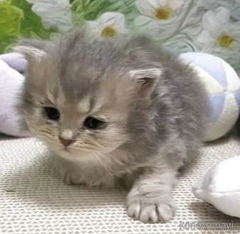 販売中の埼玉県のブリティッシュショートヘア-118655
