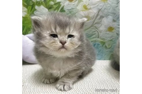 販売中の埼玉県のブリティッシュショートヘア-118655の3枚目