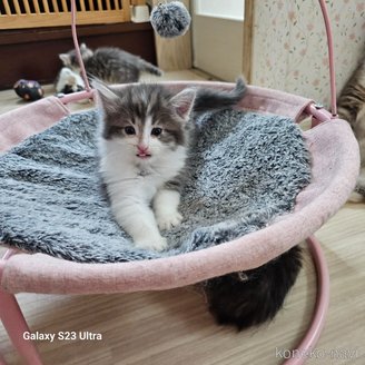 販売中の兵庫県のノルウェージャンフォレストキャット-118034の3枚目