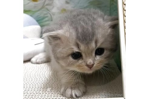 販売中の埼玉県のブリティッシュショートヘア-118657の3枚目
