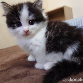 販売中の埼玉県のノルウェージャンフォレストキャット-118662