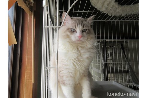 販売中の大分県のラグドール-100779の2枚目