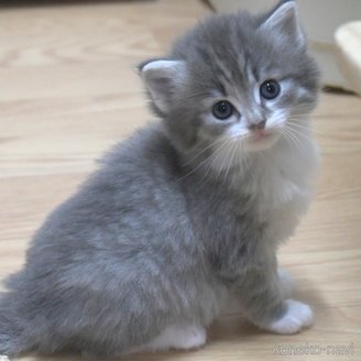 販売中の茨城県のノルウェージャンフォレストキャット-118665の2枚目