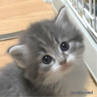 販売中の茨城県のノルウェージャンフォレストキャット-118665