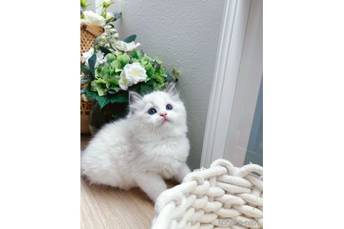 成約済の兵庫県のラグドール-118670の3枚目