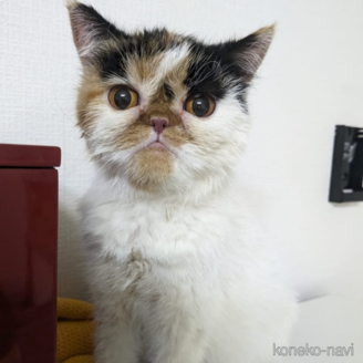 エンジェルちゃん1枚目