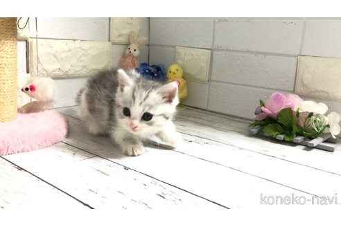販売中の埼玉県のマンチカン(短足)-118676の11枚目