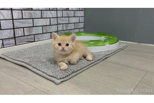 販売中の福岡県のマンチカン-118678の4枚目