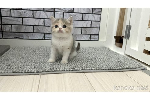 商談中の福岡県のマンチカン-118680の2枚目