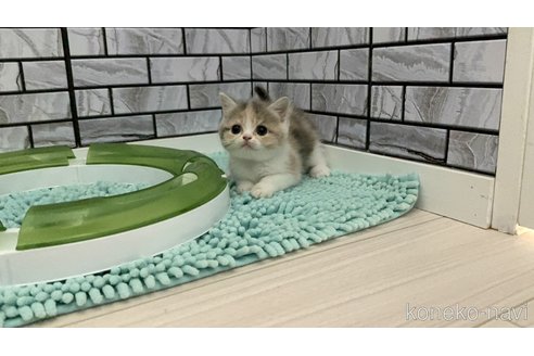 商談中の福岡県のマンチカン-118680の4枚目