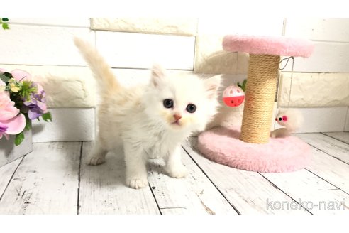 販売中の埼玉県のマンチカン-118682の1枚目