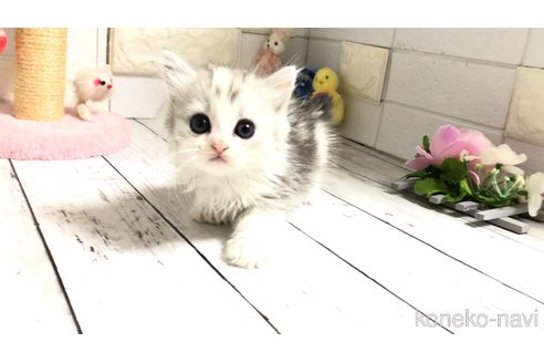 販売中の埼玉県のマンチカン-118684の5枚目