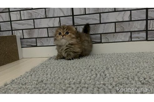 販売中の福岡県のマンチカン(短足)-118683の3枚目