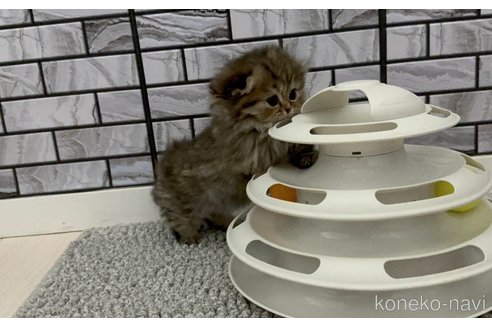 販売中の福岡県のマンチカン(短足)-118683の4枚目