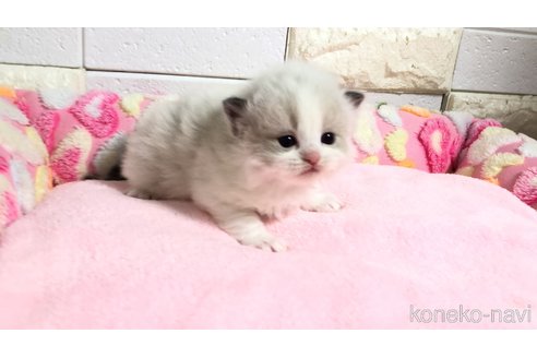 販売中の埼玉県のラグドール-118686の9枚目