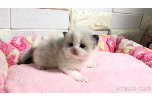 販売中の埼玉県のラグドール-118686の11枚目