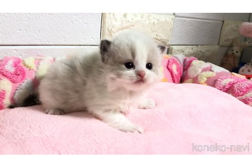 販売中の埼玉県のラグドール-118686の10枚目