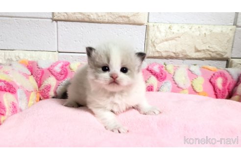 販売中の埼玉県のラグドール-118686の3枚目