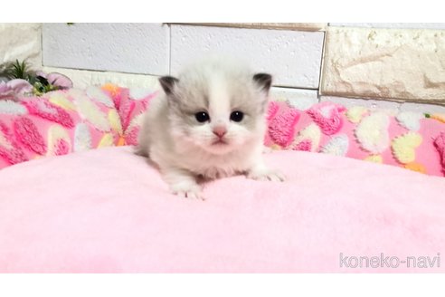 販売中の埼玉県のラグドール-118686の6枚目