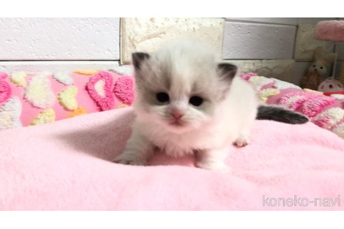 販売中の埼玉県のラグドール-118686の4枚目