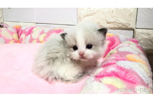 販売中の埼玉県のラグドール-118686の5枚目