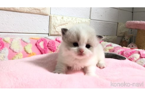 販売中の埼玉県のラグドール-118686の8枚目