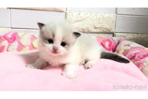 販売中の埼玉県のラグドール-118686