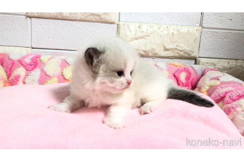販売中の埼玉県のラグドール-118686の2枚目