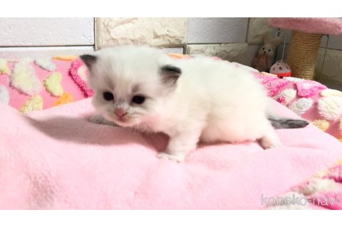 販売中の埼玉県のラグドール-118687の4枚目