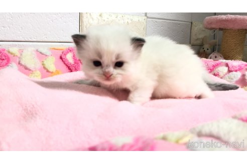販売中の埼玉県のラグドール-118687