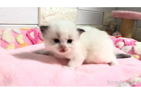 販売中の埼玉県のラグドール-118687の5枚目