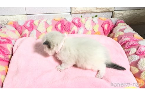 販売中の埼玉県のラグドール-118687の7枚目