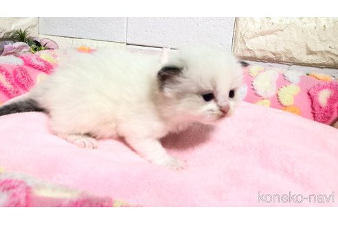 販売中の埼玉県のラグドール-118687の8枚目