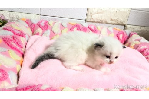 販売中の埼玉県のラグドール-118687の9枚目