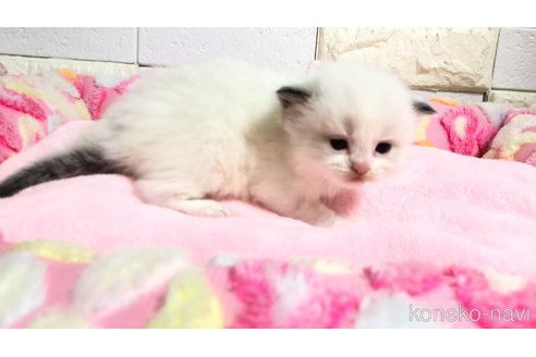 販売中の埼玉県のラグドール-118687の2枚目