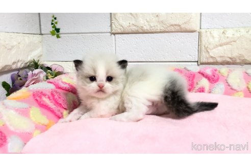 販売中の埼玉県のラグドール-118689の2枚目