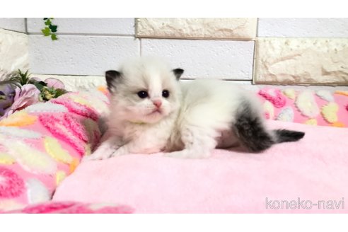 販売中の埼玉県のラグドール-118689の3枚目