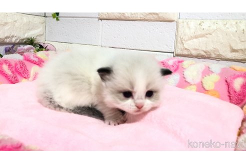 販売中の埼玉県のラグドール-118689の4枚目